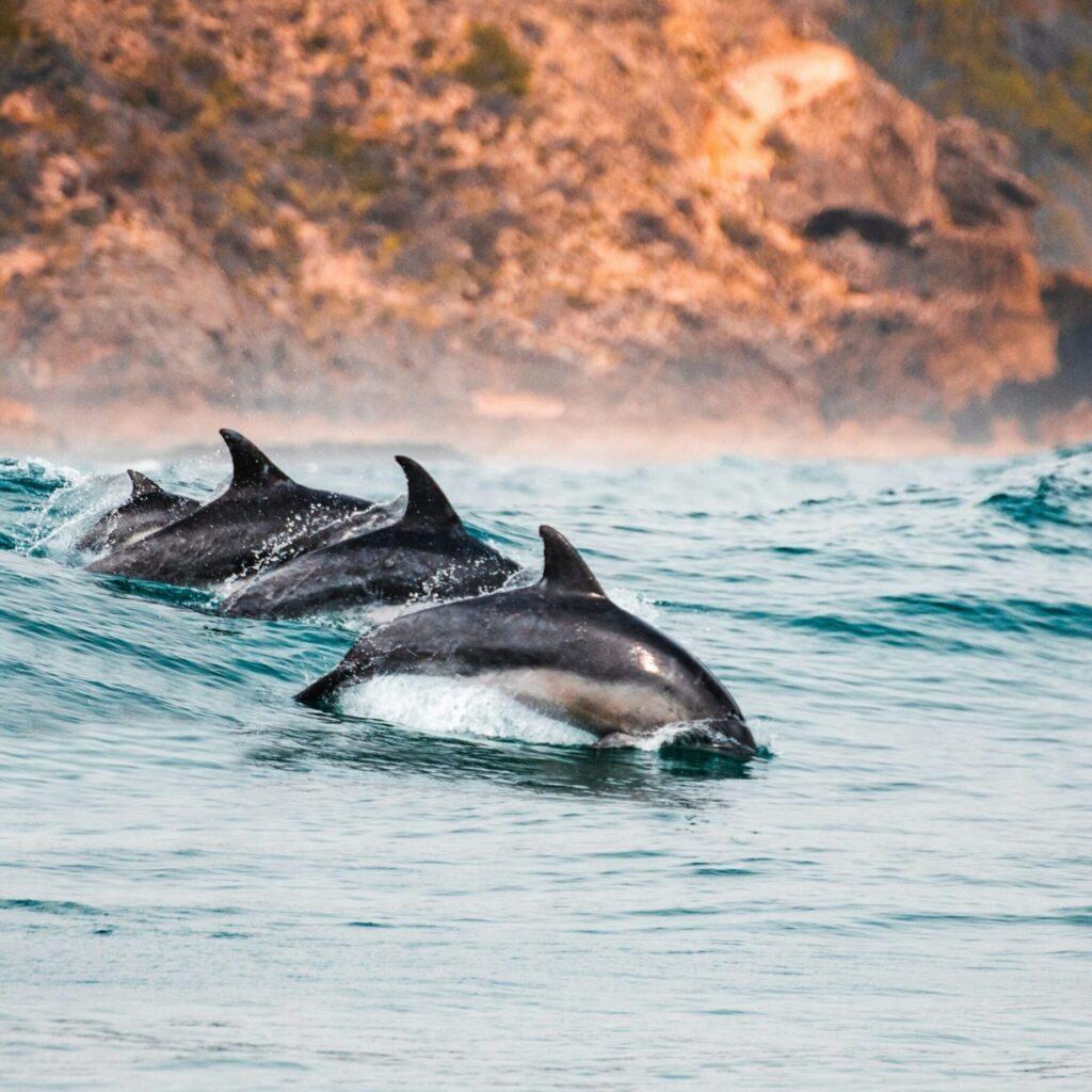 Dauphins en pleine nature sautant dans l'océan à Madère (Portugal)