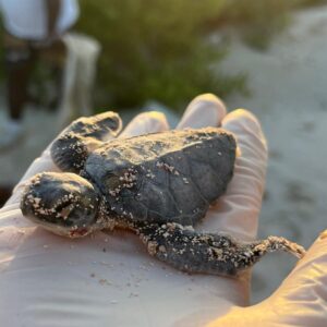 séjour nature Mexique sites mayas et cénotes voyage solidaire Mexique immersion culturelle Mexique