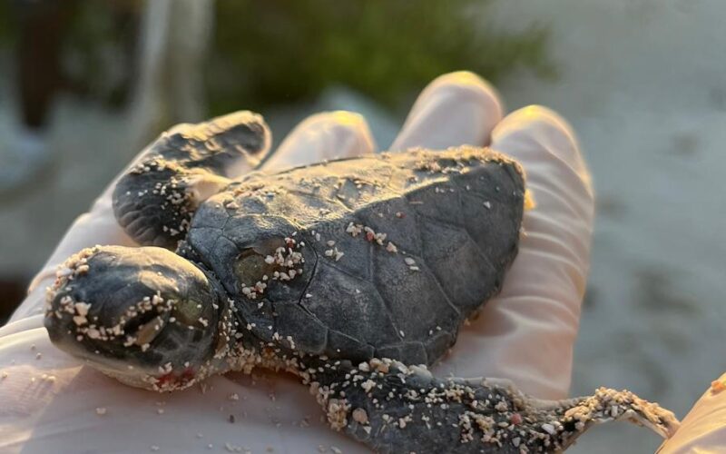 séjour nature Mexique sites mayas et cénotes voyage solidaire Mexique immersion culturelle Mexique