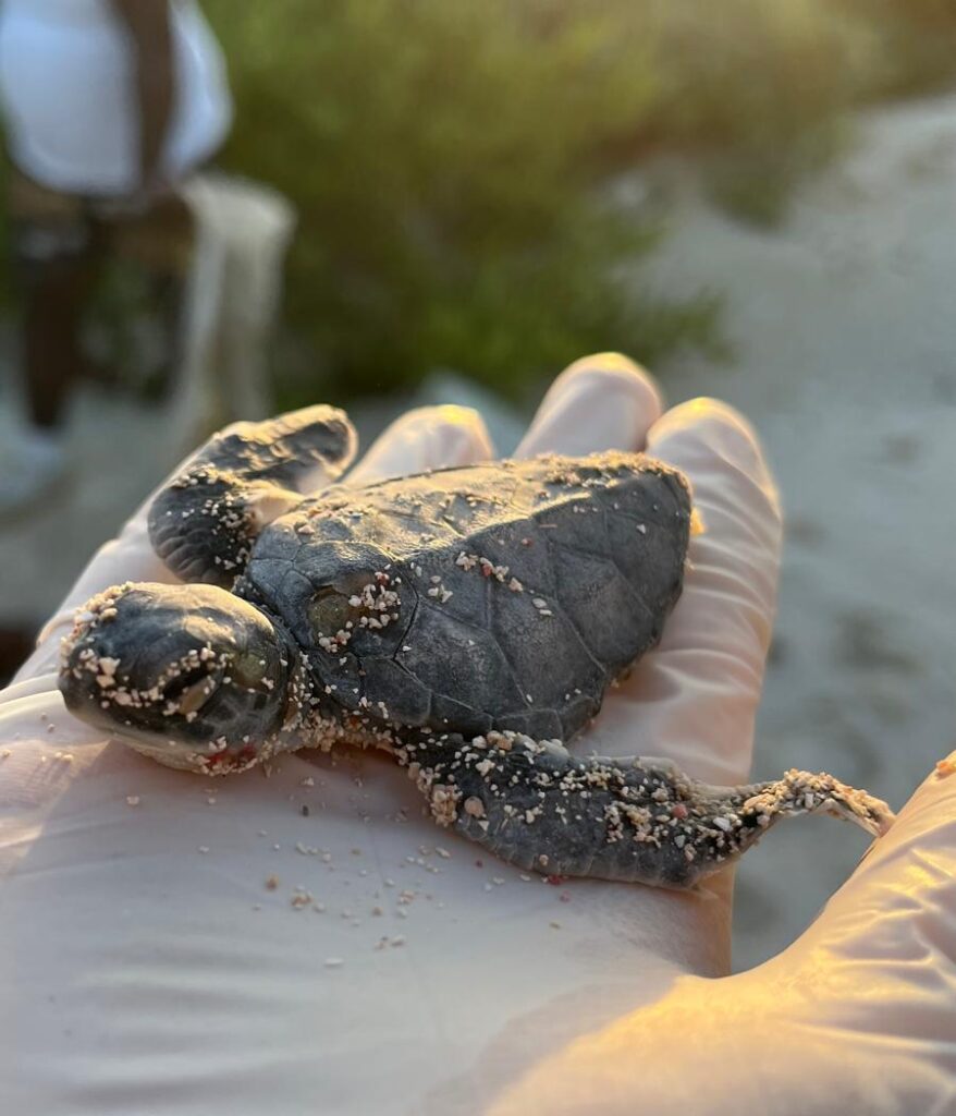 Bébé tortue sauvegardée sur une plage de Sian Ka'an